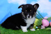 ACA Registered Welsh Corgi (Pembroke) For Sale Apple Creek, OH Female- Lulu