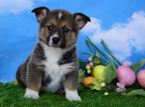 ACA Registered Welsh Corgi (Pembroke) For Sale Apple Creek, OH Male- Lucky