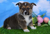 ACA Registered Welsh Corgi (Pembroke) For Sale Apple Creek, OH Male- Lucky