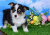 ACA Registered Welsh Corgi (Pembroke) For Sale Apple Creek, OH Female- Lilac