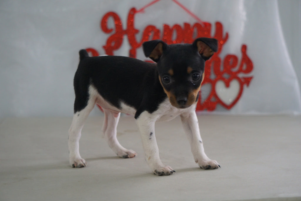 Toy Fox Terrier For Sale Millersburg, OH Male Tanner AC Puppies LLC