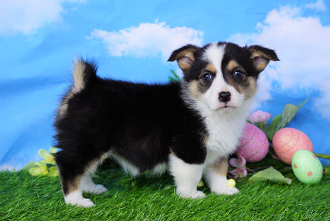 ACA Registered Welsh Corgi (Pembroke) For Sale Apple Creek, OH Female- Lilac