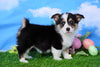 ACA Registered Welsh Corgi (Pembroke) For Sale Apple Creek, OH Female- Lilac