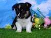 ACA Registered Welsh Corgi (Pembroke) For Sale Apple Creek, OH Female- Kesha