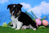 ACA Registered Welsh Corgi (Pembroke) For Sale Apple Creek, OH Female- Kesha