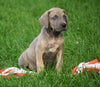 AKC Registered Great Dane For Sale Millersburg, OH Male - Blazer