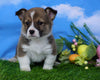 ACA Registered Welsh Corgi (Pembroke) For Sale Apple Creek, OH Male- Sparky