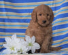 F1B Mini Labradoodle For Sale Millersburg, OH Male- Fritz