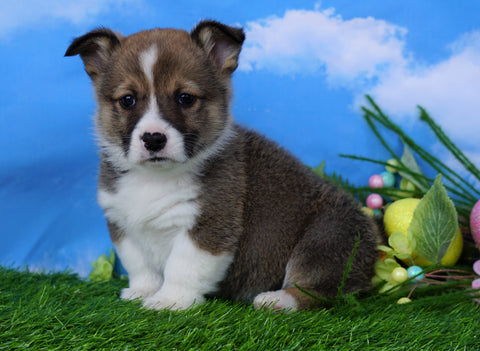 ACA Registered Welsh Corgi (Pembroke) For Sale Apple Creek, OH Male- Sparky