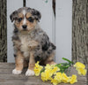 Australian Shepherd For Sale Holmesville, OH Female - Dusty