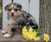 Australian Shepherd For Sale Holmesville, OH Female - Dusty
