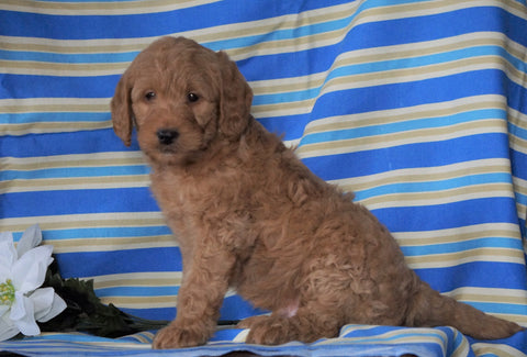 F1B Mini Labradoodle For Sale Millersburg, OH Male- Fritz