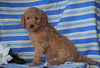 F1B Mini Labradoodle For Sale Millersburg, OH Male- Fritz