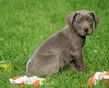 AKC Registered Great Dane For Sale Millersburg, OH Female - Trixie
