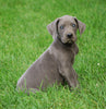 AKC Registered Great Dane For Sale Millersburg, OH Male- Gunner