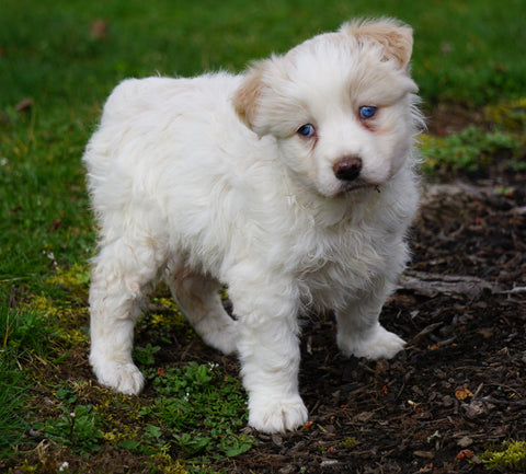Australian Shepherd For Sale Holmesville, OH Female - Starlight