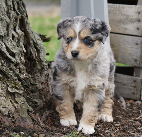Australian Shepherd For Sale Holmesville, OH Female - Dusty