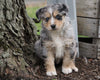 Australian Shepherd For Sale Holmesville, OH Female - Dusty