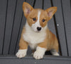 AKC Registered Pembroke Welsh Corgi For Sale Millersburg, OH Male - Russel