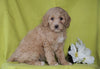 F1B Mini Labradoodle For Sale Millersburg, OH Female- Frosty