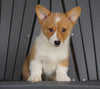 AKC Registered Pembroke Welsh Corgi For Sale Millersburg, OH Female - Foxy