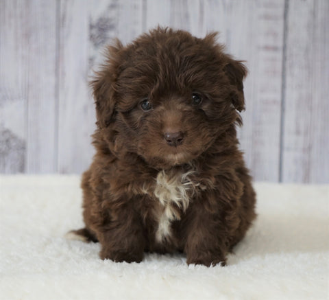 Mini Newfiepoo For Sale Holmesville, OH Female - Sadie