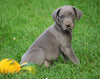AKC Registered Great Dane For Sale Millersburg, OH Female - Lassie