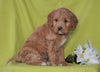 F1B Mini Labradoodle For Sale Millersburg, OH Female- Fluffy