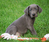 AKC Registered Great Dane For Sale Millersburg, OH Male - Rambo