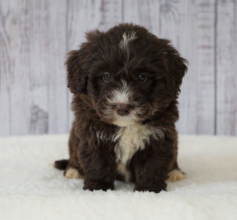 Mini Newfiepoo For Sale Holmesville, OH Male - Beau