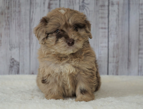 Mini Newfiepoo For Sale Holmesville, OH Male - Oliver