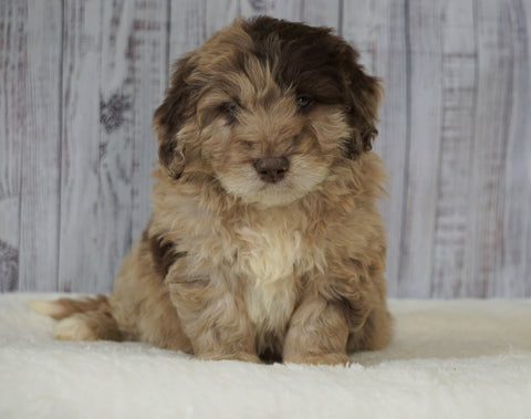 Mini Newfiepoo For Sale Holmesville, OH Male - Milo