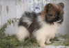 ACA Registered Pomeranian For Sale Millersburg, OH Male - Captain