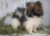 ACA Registered Pomeranian For Sale Millersburg, OH Male - Captain