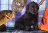 Labrador/Golden Retriever For Sale Sugarcreek, OH Male - Captain