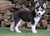 CKC Registered Siberian Husky For Sale Millersburg, OH Female - Holly