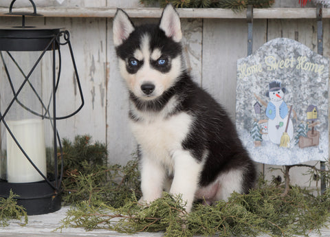 CKC Registered Siberian Husky For Sale Millersburg, OH Female - Holly