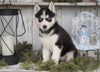 CKC Registered Siberian Husky For Sale Millersburg, OH Female - Holly