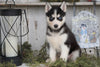 CKC Registered Siberian Husky For Sale Millersburg, OH Female - Holly