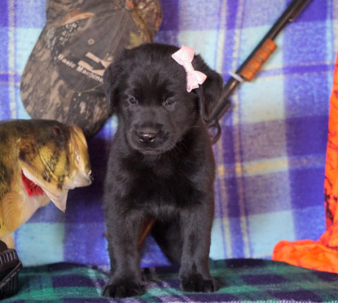 Labrador/Golden Retriever For Sale Sugarcreek, OH Female - Patsy