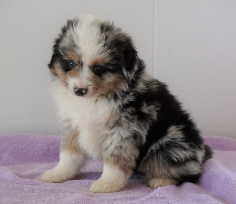 Mini Australian Shepherd For Sale Loudenville, OH Male - Dallas