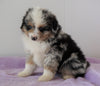 Mini Australian Shepherd For Sale Loudenville, OH Male - Dallas