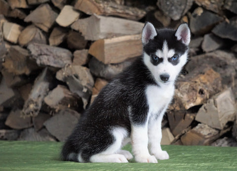 CKC Registered Siberian Husky For Sale Millersburg, OH Female - Faith