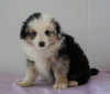 Mini Australian Shepherd For Sale Loudenville, OH Male - Brady