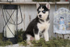 CKC Registered Siberian Husky For Sale Millersburg, OH Female - Faith