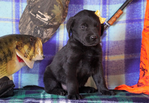 Labrador/Golden Retriever For Sale Sugarcreek, OH Male - Arnie
