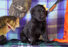 Labrador/Golden Retriever For Sale Sugarcreek, OH Male - Arnie