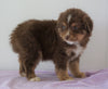 Mini Australian Shepherd For Sale Loudenville, OH Male - Jack