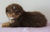 Mini Australian Shepherd For Sale Loudenville, OH Male - Jack