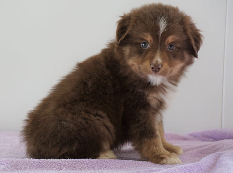 Mini Australian Shepherd For Sale Loudenville, OH Male - Jack
